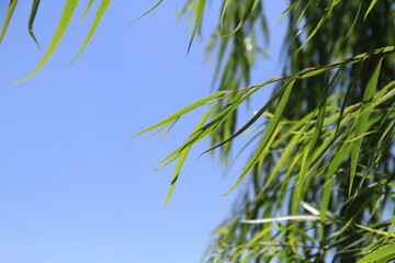 beautiful willow leaves in subtle motion against a deep blue sky