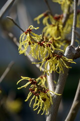 マンサクのユニークな形の花