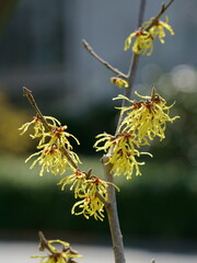 マンサクのユニークな形の花