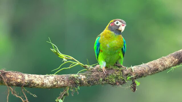 a front view of a brown-hooded parrot perched on a branch at boca tapada in costa rica