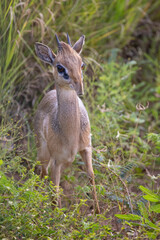 Brambleberry Tours Serengeti Safari 2021 - Serengeti, NgoroNgoro, Ndutu - East African Wildlife