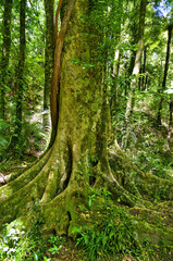 Huge tree in the lush green forest of Mokorua Scenic Reserve, Whakatane, North Island, New Zealand
