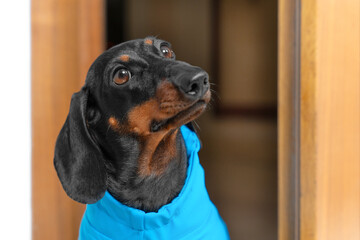 Funny dachshund puppy in blue waterproof jumpsuit looks out impatiently from behind slightly open...