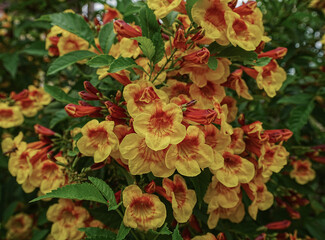 Close-Up beautiful Yellow elder, Yellow bells, or Trumpetflower, Scientific name is Tecoma stans,Thailand