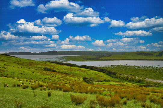 The coast of Karikari Peninsula, Northland, North Island, New Zealand, with green fields, sheep and mangroves
