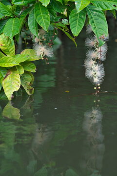 Okinawa,Japan - July 2, 2022: Flowers of Barringtonia racemosa or Sagaribana or common putat or powder-puff tree floating on Maira river in Iriomote island, Okinawa, Japan 

