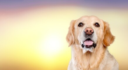happy adult dog smiling on yellow background