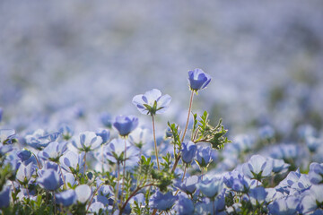 ネモフィラ畑の花々 /  Nemophila flowers