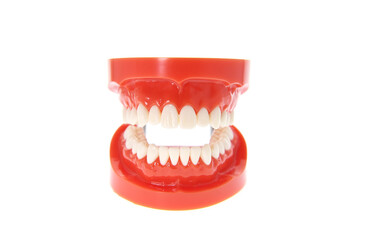 Teeth or dentures isolated on white.