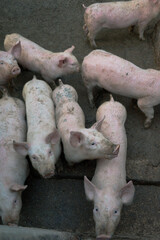 Grupo de cerdos esperando su comida