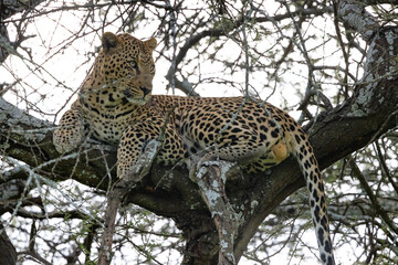 Fototapeta na wymiar Brambleberry Tours Serengeti Safari 2021 - Serengeti, NgoroNgoro, Ndutu - East African Wildlife