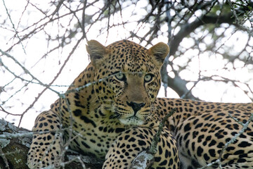 Brambleberry Tours Serengeti Safari 2021 - Serengeti, NgoroNgoro, Ndutu - East African Wildlife