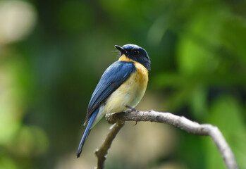 tickell's blue flycatcher on a branch