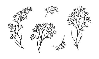 Limonium floral illustration for badges and logo. Stamp labels for tag with isolated limonium flower. Hand drawn natural for simple rustic design element.  