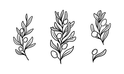 Olive plant illustration for badges and logo. Stamp labels for tag with isolated olive plant. Hand drawn natural for simple rustic design element. 