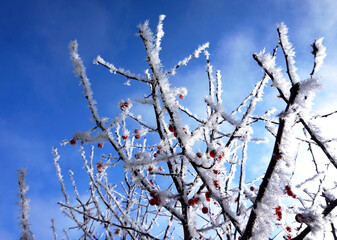 snow covered branches of a tree 
