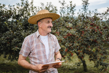 one man senor caucasian farmer wearing hat and shirt in sunny summer day checking sore cherry orchard plantation fruit quality side view real people agriculture organic production concept copy space