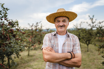 One man front view portrait of senior male farmer standing in the cherry orchard in summer day...
