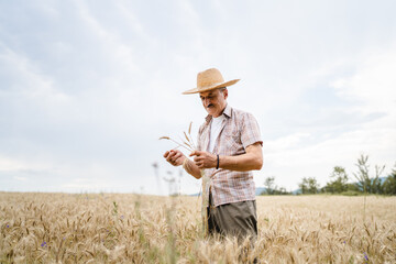 one man senior male farmer standing in the wheat golden yellow agricultural field checking grain quality in sunny day wear straw hat and mustaches real people copy space front view