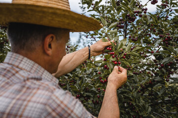 one man senior caucasian male farmer in the cherry orchard picking harvest ripe organic fruit in summer day wear straw hat real people authentic agricultural farming process copy space