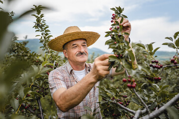 one man senior caucasian male farmer in the cherry orchard picking harvest ripe organic fruit in...