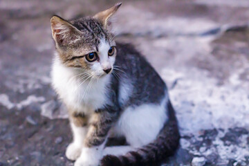 portrait of a cute young cat with a big green eyes in the green grass