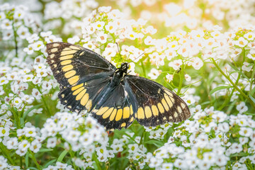 Black butterfly Papilio polyxenes landed over white flowers - Central Park, USA