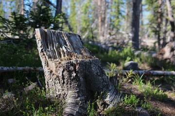 Obraz premium Tree Stump Chopped