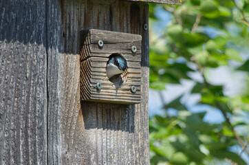 Tree Swallow in a Bird House