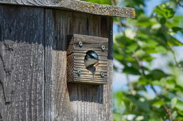 Tree Swallow in a Bird House