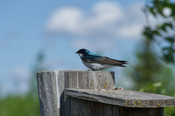 Tree Swallow on a Bird House