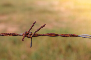 Barbed wire. Barbed wire on the fence. with a light green background