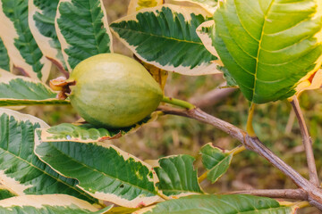 Guava is a delicious and very useful fruit and high in vitamin C.