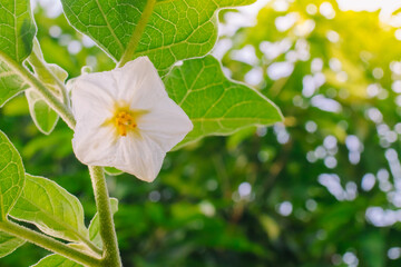 Eggplant flowers blooming morning in the garden 