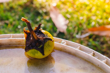 old yellow eggplant on the table in the morning