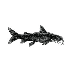 Hardhead Catfish hand drawing vector illustration isolated on background