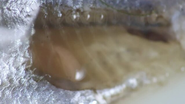 Study of Clinostomum sp. under microscope view in laboratory.