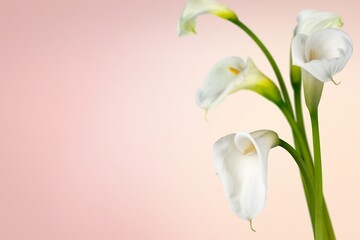 Obraz premium Beautiful fresh flowers on pink background. Nature flowery image, minimal style. Bouquet of bright blooming flowers.