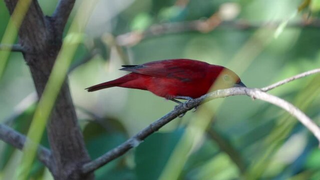a high frame rate clip of a male summer tanager perched on a branch at boca tapada in costa rica