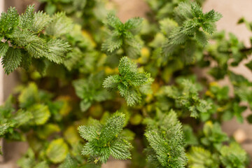 Planta medicinal de la Ortiga. Concepto de plantas y flores.