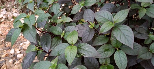 Photo purple leaf plant (Graptophyllum pictum)