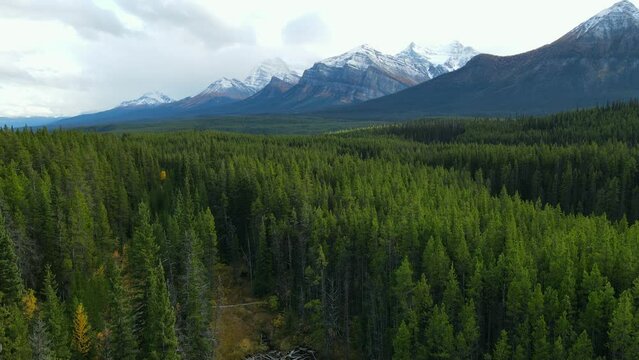 Arial view of vast larch forests in Alberta. Drone Shot of the pine woods and Scenic Mountains with snow Peaks in Banff National Park on a sunny day. Aerial video over a forest in Rocky Mountains