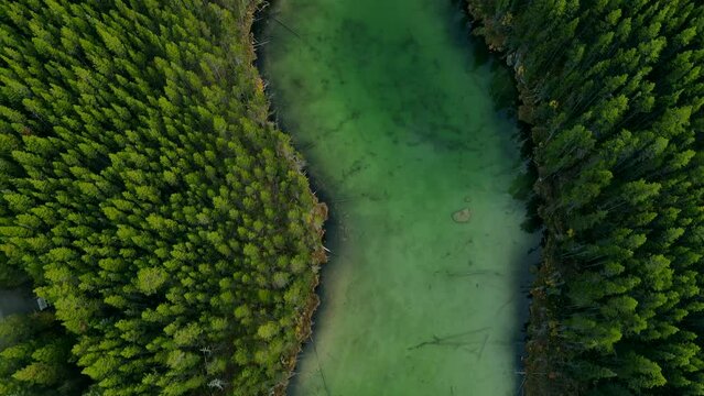 Scenic View of water in a mountain forest lake with pine trees. Aerial drone view of green lake and green forests in banff  national park. Crystal clear mountain lake between forest. 