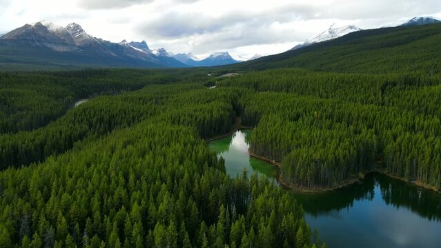 Scenic View of water in a mountain forest lake with pine trees. Aerial drone view of green lake and green forests in banff  national park. Crystal clear mountain lake between forest. 