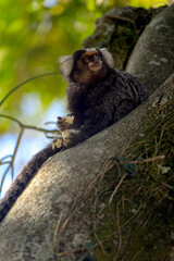 a marmoset eating a bread