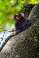 Black-tufted marmoset eating