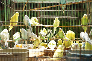 bird market, birds with crooked beaks flock to dry in cages. colorful lovebirds