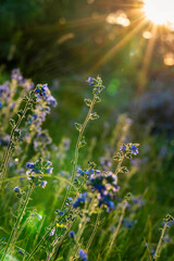 Blue wildflowers at sunset in a field