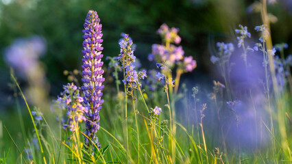 Purple lupine during sunset in the Summer