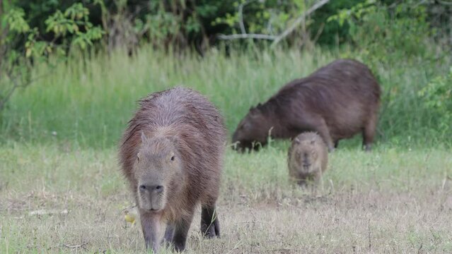 Wildlife bird stands on capybara carpincho walking eating grass day